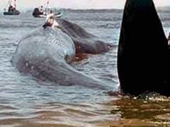 Caught On Camera: 47-Feet-Long Blue Whale Rescued Along Konkan Coast