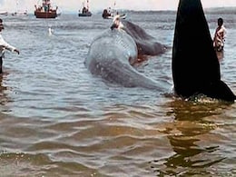 Caught On Camera: 47-Feet-Long Blue Whale Rescued Along Konkan Coast Caught On Camera: 47-Feet-Long Blue Whale Rescued Along Konkan Coast