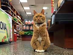 Cat Runs Store For 9 Years Without Taking A Day Off