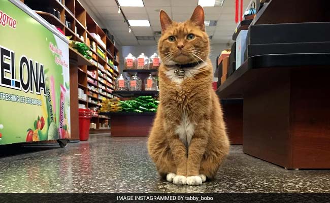 Cat Runs Store For 9 Years Without Taking A Day Off