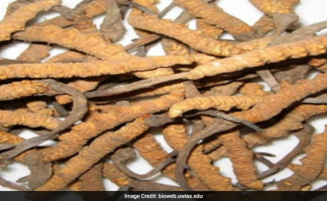 Substitute Developed For Cancer-Resisting Tibetan Herb