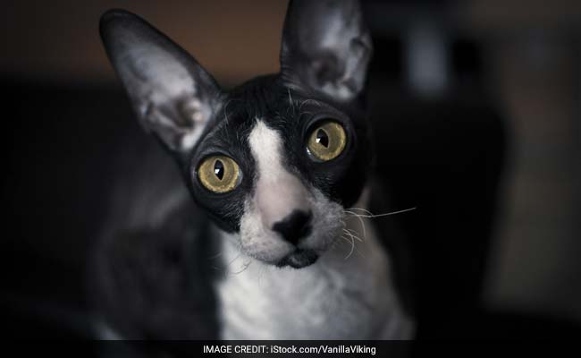 Cats Know Names Of Their Owners, Recognise Feline Friends, Claims Study