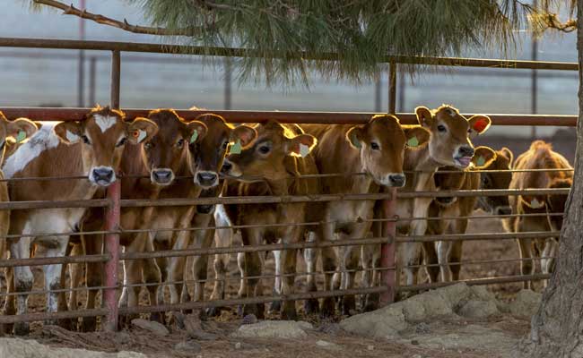 Dairy Farmers To Get "Kisan Credit Card": Union Minister
