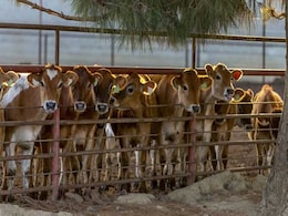 Meghalaya BJP Leader Quits Party Protesting Against Cattle Trade Rule Meghalaya BJP Leader Quits Party Protesting Against Cattle Trade Rule