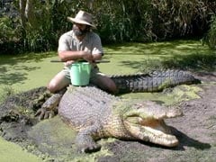 'Barefoot Bushman' Seriously Hurt After Australia Croc Attack
