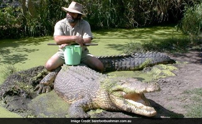 'Barefoot Bushman' Seriously Hurt After Australia Croc Attack