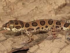 New Lizard Species Discovered In Mumbai, Named After Bengaluru-Based Scientist