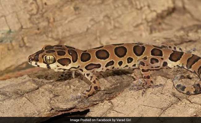 New Lizard Species Discovered In Mumbai, Named After Bengaluru-Based Scientist