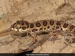 New Lizard Species Discovered In Mumbai, Named After Bengaluru-Based Scientist New Lizard Species Discovered In Mumbai, Named After Bengaluru-Based Scientist