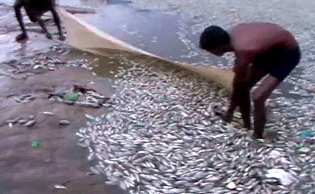 Thousands Of Dead Fish At Tamil Nadu Temple Tank