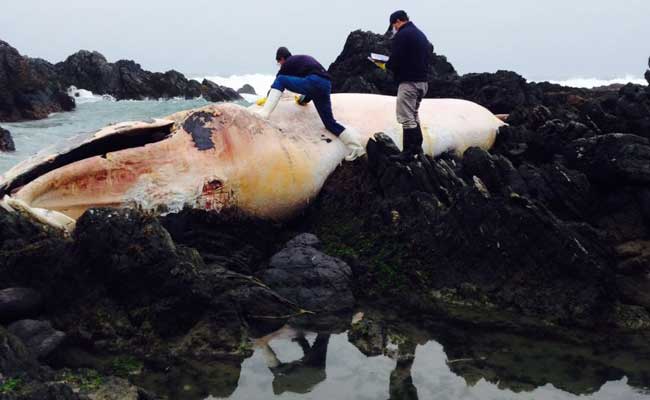 Dead Whales Beached In Chile, Climate Change Suspected