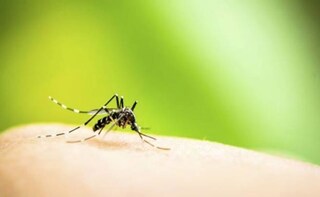 Dengue & Chikungunya Attack Delhi Early: 5 Facts You Must Know to Keep These Diseases Away