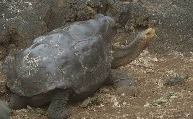 With 800 Offspring, 'Very Sexually Active' Tortoise Saves Species From Extinction