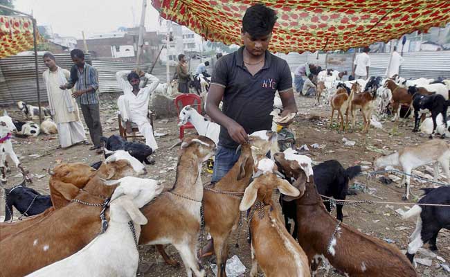 Bombay High Court Allows Slaughter Of Goats On A Building Terrace On Bakrid