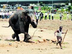Elephant Panics, Runs Around For Three Hours In Pune