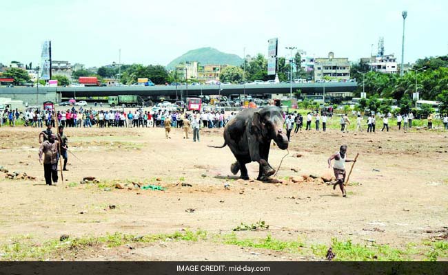 Elephant Panics, Runs Around For Three Hours In Pune