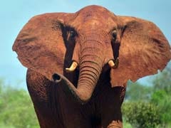 New York Seizes $4.5 Million Worth Of Elephant Ivory Items