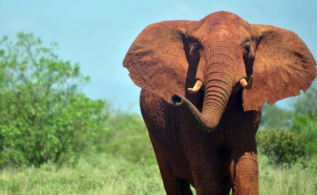 African Elephants 'Suffer Worst Decline In 25 Years'