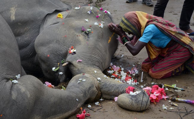 Two Elephants Electrocuted In Darjeeling