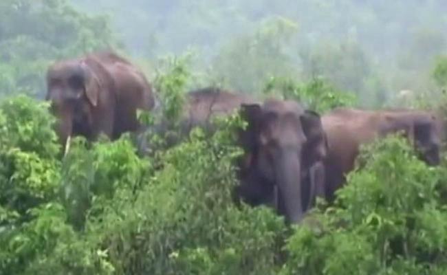 8 Elephants Trapped In An Island In Baitarani River In Odisha