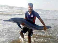Mumbai: Fireman And Friends Save 10 Dolphins That Were Washed Ashore