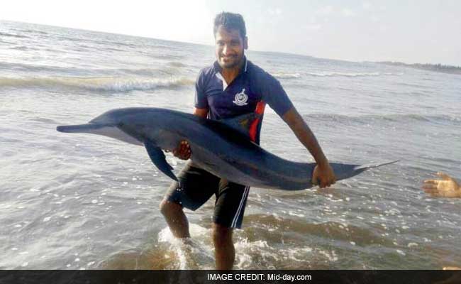 Mumbai: Fireman And Friends Save 10 Dolphins That Were Washed Ashore