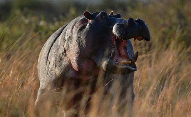 Hippo Kills Chinese Tourist While Taking Photos At Kenyan Lake