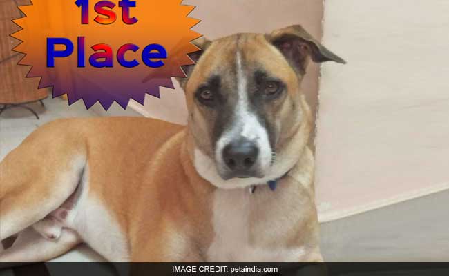 Hyderabad Puppy Wins 'Cutest Indian Dog Alive' Contest