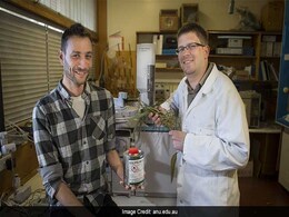 Jet Fuel May Grow On Trees, Claims Study Jet Fuel May Grow On Trees, Claims Study