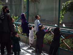 Kabul's Once Battle-Scarred Zoo Roars Back To Life