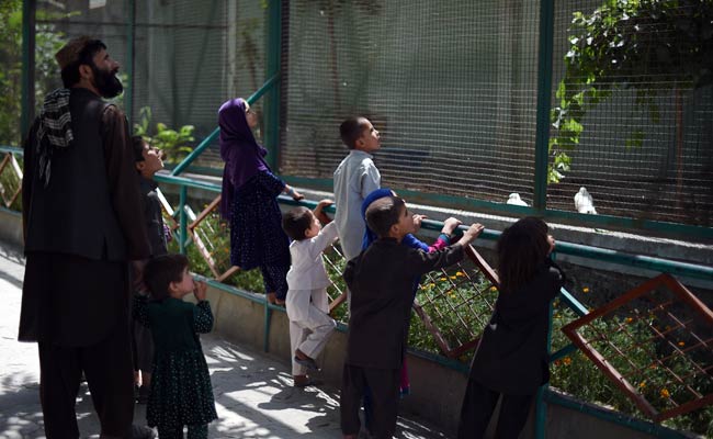 Kabul's Once Battle-Scarred Zoo Roars Back To Life