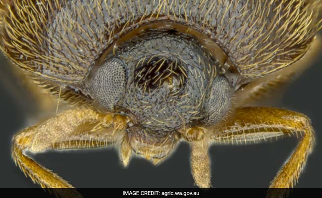 Khapra Beetle Australia