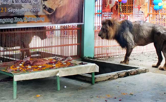 Bangladesh Zoo Throws Wedding For Lions With Meat Cake