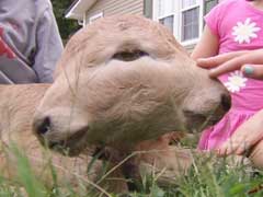 'Lucky' To Be Alive: Calf With 2 Faces Born At US Farm