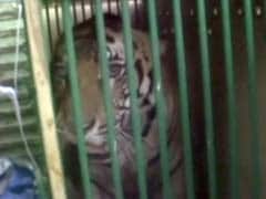 Man-Eater Tiger Which Killed 4 People In 2 Weeks Captured, Sent To Lucknow Zoo