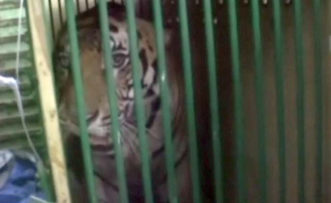 Man-Eater Tiger Which Killed 4 People In 2 Weeks Captured, Sent To Lucknow Zoo