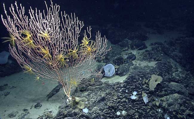 Barack Obama Declares New Marine Reserve At Ocean Summit