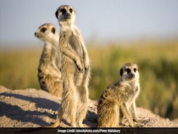 The Most Murderous Mammal Is Probably Not What You Think It Is The Most Murderous Mammal Is Probably Not What You Think It Is