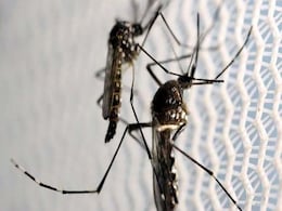 Zika Virus May Lead To a Miscarriage in Pregnant Women Zika Virus May Lead To a Miscarriage in Pregnant Women