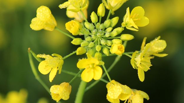 GM Mustard Generates More Yield, Benefits Farmers