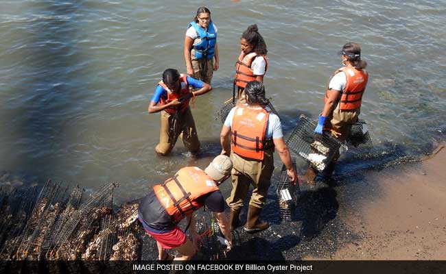 New York To Grow Oysters On Recycled Toilets