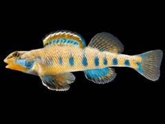 Scientists Name New Fish After Barack Obama