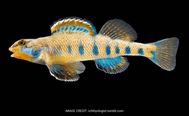 Scientists Name New Fish After Barack Obama