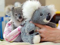 Orphaned Baby Koala Finds Fluffy Toy Friend