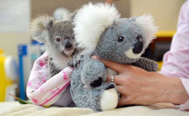 Orphaned Baby Koala Finds Fluffy Toy Friend