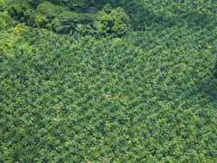 Korean Palm Oil Firm Burns 50,000 Hectares Indonesian Rainforest: Report