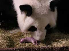Atlanta's Giant Panda Lun Lun Gives Birth To Twins