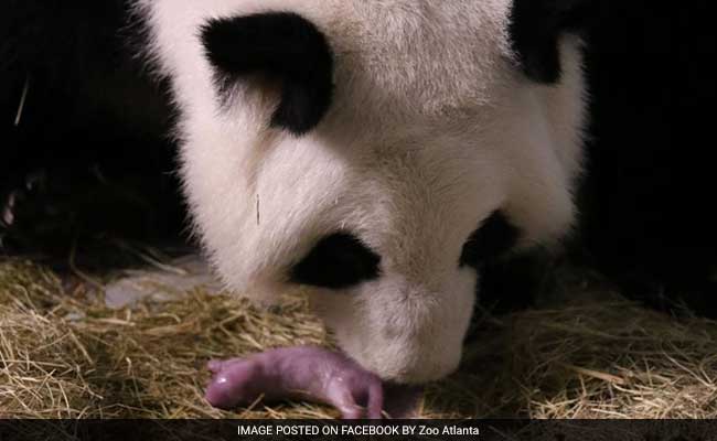 Atlanta's Giant Panda Lun Lun Gives Birth To Twins