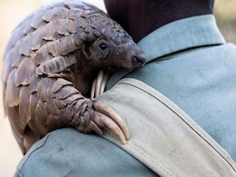 Shy Pangolins Need World Spotlight To Survive Shy Pangolins Need World Spotlight To Survive