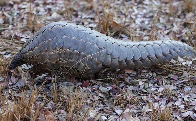5 Arrested For Smuggling Pangolin, Planning To Sell It For Rs 10,000